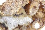 11.8" Agatized Fossil Coral Geode - Florida - #188204-3